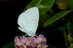David Plant Photography - Wildlife Photography - Holly blue - A